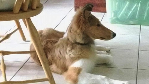 TwistTercan 'N Zandria's Plot Twist (n/e) Tamaron's Cirean Of Tercan x Honeytree Important Message HICcollie.jpg